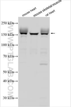 NRAP Rabbit Polyclonal Antibody, Proteintech Unconjugated; 20 &mu;L:Antibodies,
