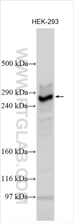 NSD1 Rabbit Polyclonal Antibody, Proteintech Unconjugated; 150 &mu;L:Antibodies,
