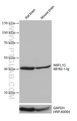 NSFL1C Mouse Monoclonal Antibody, Proteintech Unconjugated; 20 &mu;L:Antibodies,