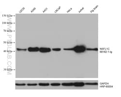 NSFL1C Mouse Monoclonal Antibody, Proteintech Unconjugated; 20 &mu;L:Antibodies,