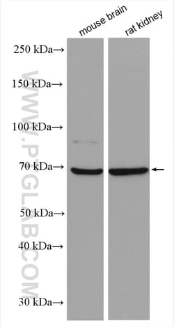 NTN1-Specific Rabbit Polyclonal Antibody, Proteintech Unconjugated; 20