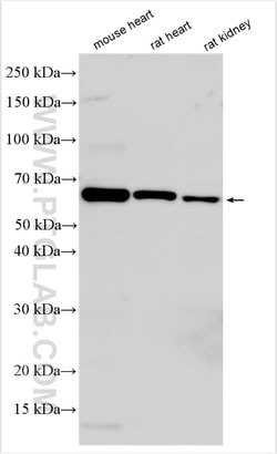 NTN1-Specific Rabbit Polyclonal Antibody, Proteintech Unconjugated; 20