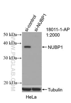 NUBP1 Rabbit Polyclonal Antibody, Proteintech Unconjugated; 20 &mu;L:Antibodies,