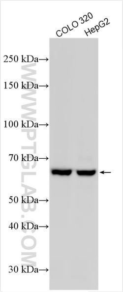 NUP85 Rabbit Polyclonal Antibody, Proteintech:Antibodies:Primary Antibodies