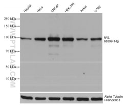 NVL Mouse Monoclonal Antibody, Proteintech Unconjugated; 20 &mu;L:Antibodies,