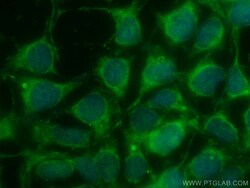 CoraLite Plus 488-conjugated NXN Mouse Monoclonal Antibody, Proteintech:Antibodies:Primary