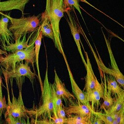 CoraLite Plus 488-conjugated Nestin Rabbit Polyclonal Antibody, Proteintech:Anticuerpos:Anticuerpos