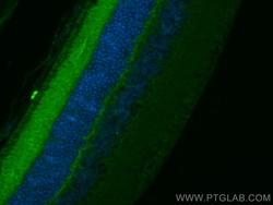 CoraLite Plus 488-conjugated Neuropeptide Y Rabbit Polyclonal Antibody,