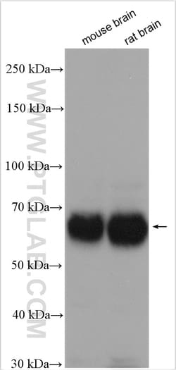 Nogo receptor/NgR1 Rabbit Polyclonal Antibody, Proteintech:Antibodies:Primary
