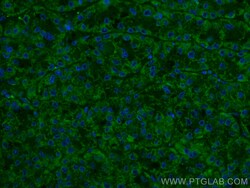 CoraLite Plus 488-conjugated OCIAD1 Mouse Monoclonal Antibody, Proteintech
