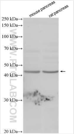 OPCML Rabbit Polyclonal Antibody, Proteintech Unconjugated; 150 &mu;L:Antibodies,