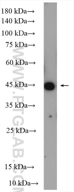 ORAI1 Rabbit Polyclonal Antibody, Proteintech:Antibodies:Primary Antibodies