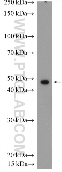 ORAI1 Rabbit Polyclonal Antibody, Proteintech:Antibodies:Primary Antibodies