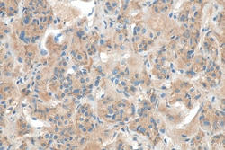 OXT Rabbit Polyclonal Antibody, Proteintech Unconjugated; 150 &mu;L:Antibodies,