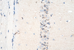 OXT Rabbit Polyclonal Antibody, Proteintech Unconjugated; 150 &mu;L:Antibodies,