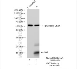 OXT Rabbit Polyclonal Antibody, Proteintech Unconjugated; 150 &mu;L:Antibodies,