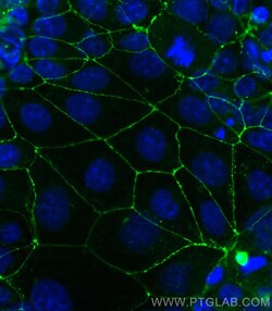 CoraLite Plus 488-conjugated Occludin Rabbit Polyclonal Antibody, Proteintech