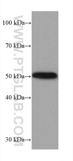 P53 Rabbit Recombinant Antibody, Proteintech:Antibodies:Primary Antibodies
