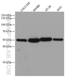 P53 Rabbit Recombinant Antibody, Proteintech:Antibodies:Primary Antibodies