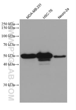 P53 Rabbit Recombinant Antibody, Proteintech:Antibodies:Primary Antibodies