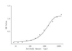 P72 of ASFV Rabbit Polyclonal Antibody, Proteintech Unconjugated; 20 &mu;L:Antibodies,
