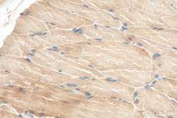PABPC4 Mouse Monoclonal Antibody, Proteintech Unconjugated; 20 &mu;L:Antibodies,