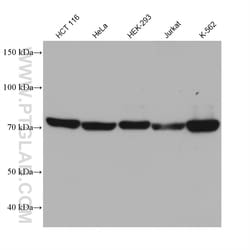 PABPC4 Mouse Monoclonal Antibody, Proteintech Unconjugated; 20 &mu;L:Antibodies,