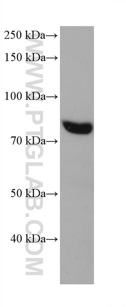 PABPC4 Mouse Monoclonal Antibody, Proteintech Unconjugated; 20 &mu;L:Antibodies,