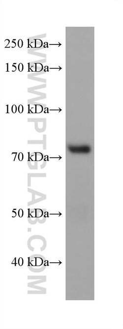 PABPC4 Mouse Monoclonal Antibody, Proteintech Unconjugated; 20 &mu;L:Antibodies,