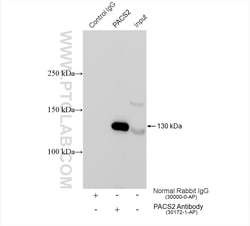 PACS2 Rabbit Polyclonal Antibody, Proteintech Unconjugated; 20 &mu;L:Antibodies,