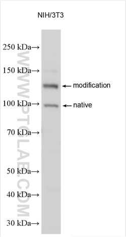 PACS2 Rabbit Polyclonal Antibody, Proteintech Unconjugated; 20 &mu;L:Antibodies,