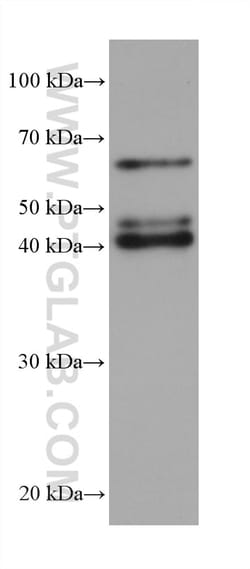 PAIP1 Mouse Monoclonal Antibody, Proteintech Unconjugated; 20 &mu;L:Antibodies,