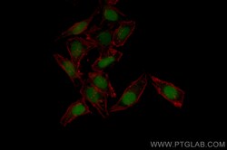 CoraLite Plus 488-conjugated PARP1 Rabbit Polyclonal Antibody, Proteintech