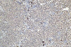 PAX2 Rabbit Polyclonal Antibody, Proteintech Unconjugated; 150 &mu;L:Antibodies,