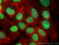 CoraLite Plus 488-conjugated PAX8 Rabbit Polyclonal Antibody, Proteintech