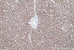 PCK2 Mouse Monoclonal Antibody, Proteintech Unconjugated; 150 &mu;L:Antibodies,
