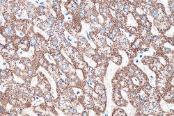 PCK2 Mouse Monoclonal Antibody, Proteintech Unconjugated; 150 &mu;L:Antibodies,