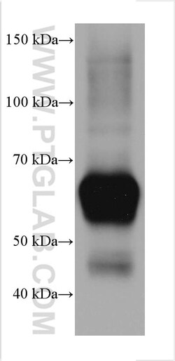 PCK2 Mouse Monoclonal Antibody, Proteintech Unconjugated; 150 &mu;L:Antibodies,