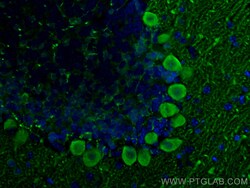 PCP2 Rabbit Polyclonal Antibody, Proteintech:Antibodies:Primary Antibodies
