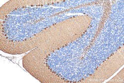 PCP2 Rabbit Polyclonal Antibody, Proteintech:Antibodies:Primary Antibodies