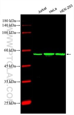 CoraLite Plus 488-conjugated PDCD4 Mouse Monoclonal Antibody, Proteintech:Antibodies:Primary