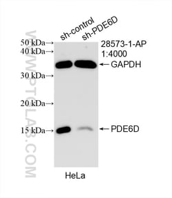 PDE6D Rabbit Polyclonal Antibody, Proteintech Unconjugated; 20 &mu;L:Antibodies,