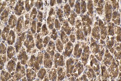 PDHB Mouse Monoclonal Antibody, Proteintech Unconjugated; 150 &mu;L:Antibodies,