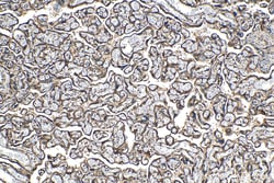 PDIR Rabbit Polyclonal Antibody, Proteintech Unconjugated; 150 &mu;L:Anticorps,