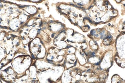 PDIR Rabbit Polyclonal Antibody, Proteintech Unconjugated; 150 &mu;L:Anticorps,