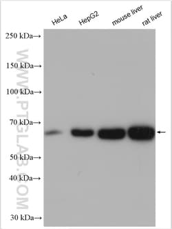 PDIR Rabbit Polyclonal Antibody, Proteintech Unconjugated; 150 &mu;L:Anticorps,