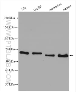 PDIR Rabbit Polyclonal Antibody, Proteintech Unconjugated; 150 &mu;L:Anticorps,