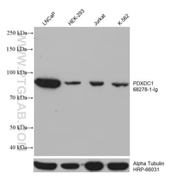 PDXDC1 Mouse Monoclonal Antibody, Proteintech:Antibodies:Primary Antibodies