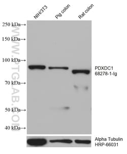 PDXDC1 Mouse Monoclonal Antibody, Proteintech:Antibodies:Primary Antibodies