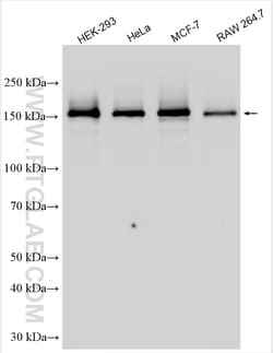 PELP1 Rabbit Polyclonal Antibody, Proteintech Unconjugated; 20 &mu;L:Antibodies,